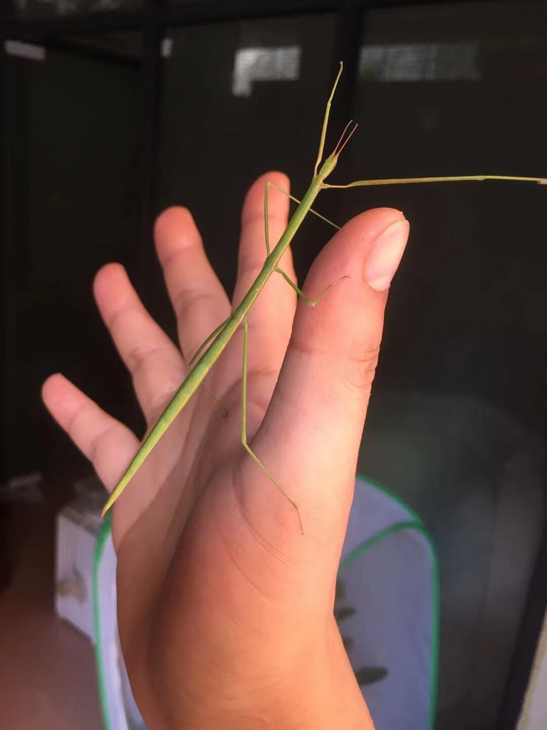 秋颖竹节虫宠物昆虫叶子虫叶竹节虫另类宠物好玩竹节虫