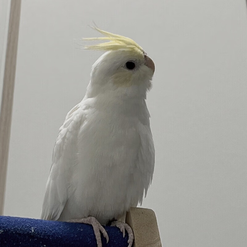鹦鹉会唱歌说话手养亲人金冠白子鹦鹉黑牛白脸玄凤高趴鹦鹉 金冠百趴