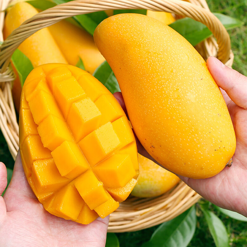 晓筱农场海南金煌芒果新鲜9斤单果350g起大果三亚特产水果当季水仙芒