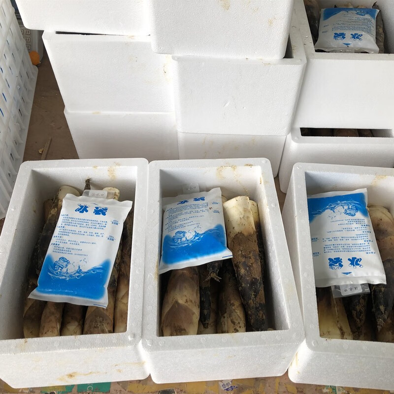 娇娇家的果园四川春笋蒲江雷笋新鲜现挖鲜竹笋现挖蔬菜加冰袋去老头发货 圆通四川雷笋5斤12到25根