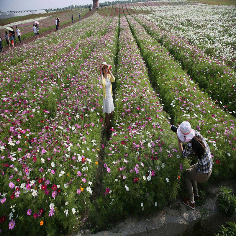 萌蕴(mengyun) 波斯菊种子格桑花种籽花卉花海种植高杆矮杆混色四季播