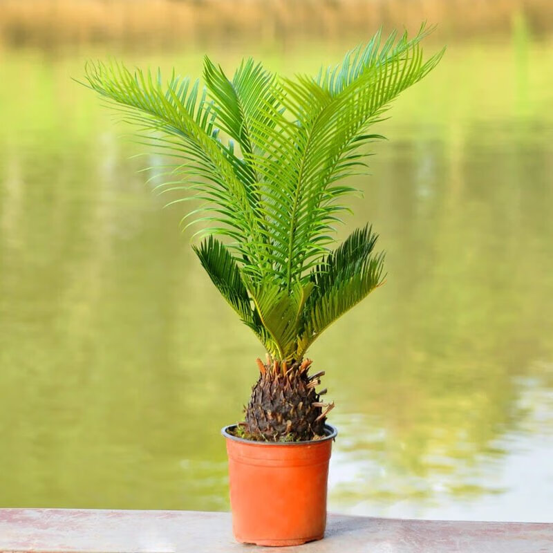 思取大铁树盆景 铁树苗 苏铁 铁树苗植物盆栽苏铁苗大铁树庭院阳台室