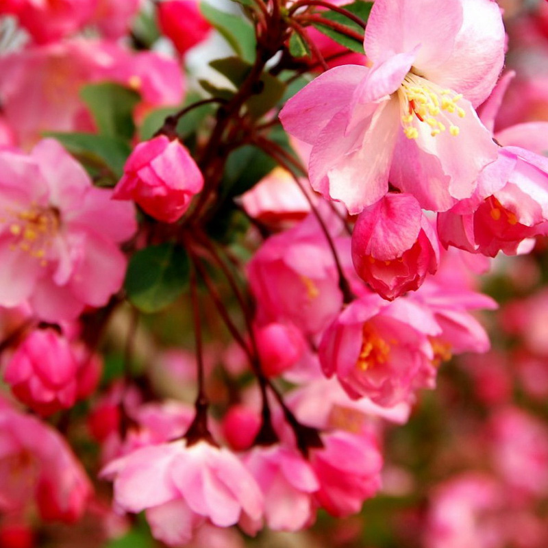 树苗嫁接早樱晚樱花苗工程绿化树苗庭院观赏花苗行道树苗木 普贤象