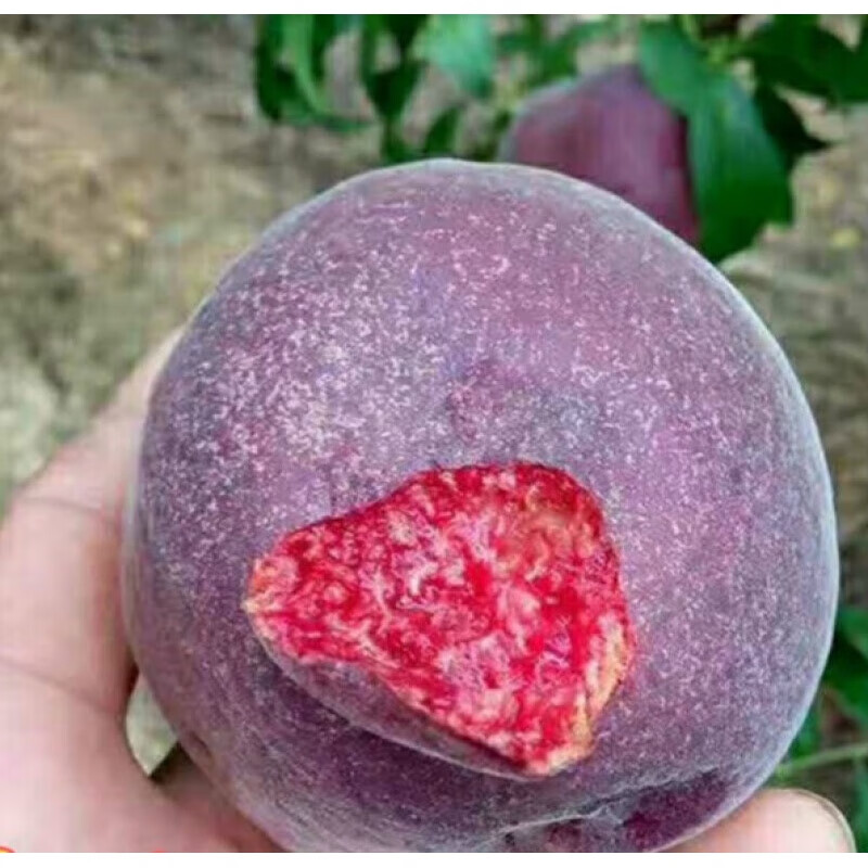 嫁接中华黑桃王桃树苗黑桃皇后果树苗盆栽地载庭院南北方种植芗苒