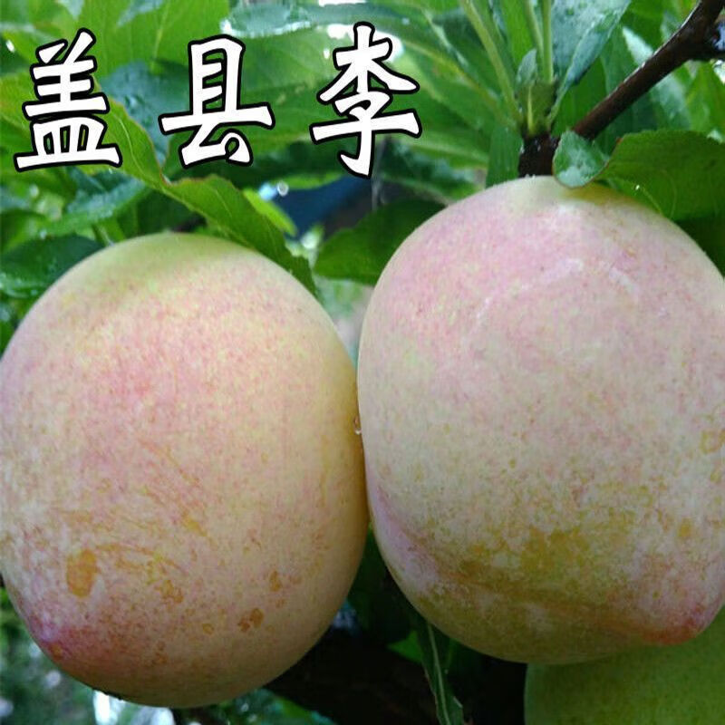 盖县大李子树苗嫁接李子苗南北方阳台种盆栽植庭院地栽当年结果苗 2年