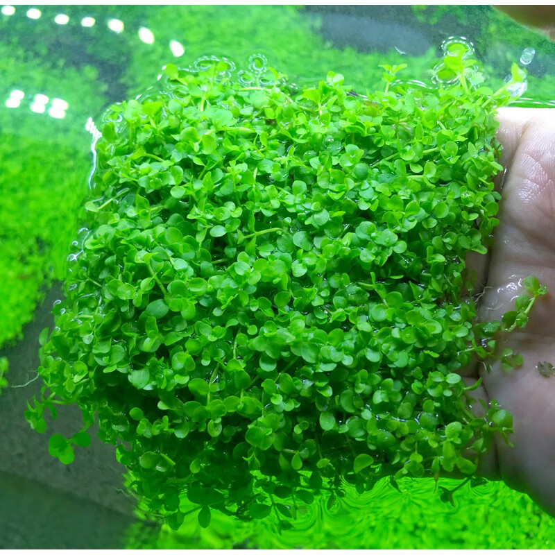 再宠鱼缸前景草活体水草趴地爬地矮珍珠挖耳牛毛毡迷你矮天湖葵水晶莫斯7 5cm网片 虎窝购 再宠鱼缸前景草活体水草趴地爬地矮珍珠挖耳牛毛毡迷你矮天湖葵水晶莫斯7 5cm网片 虎窝购