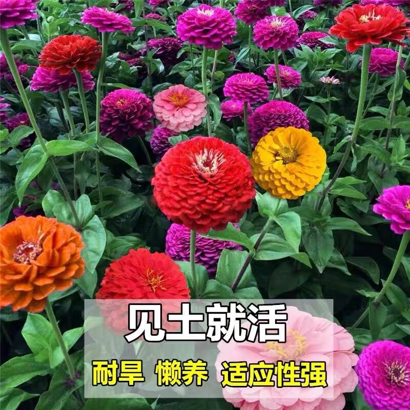 绿林花语百日草种子四季开花不断易种百日菊花籽庭院室内外阳台盆栽