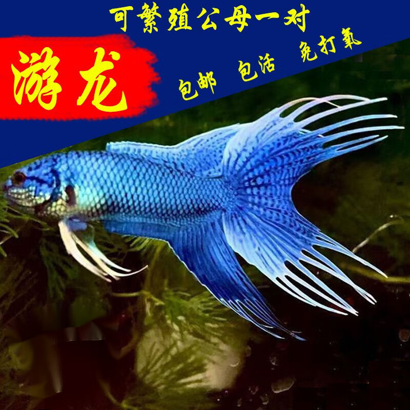 中国斗鱼活体活鱼无纹蓝蓝大爆针高蓝度淡水冷水观赏鱼免打氧 游龙2-3厘米1条囎饲料