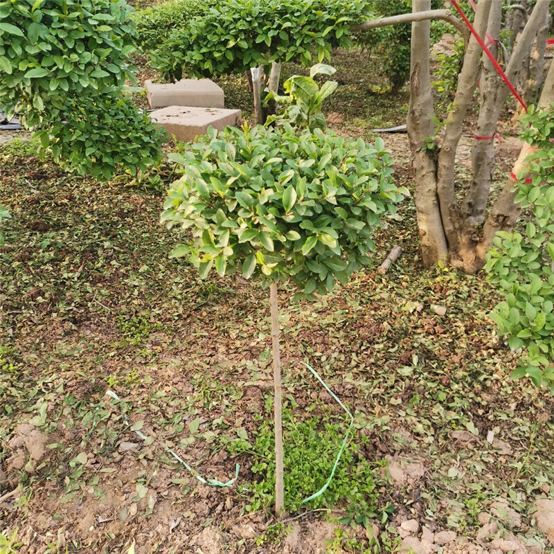 慕景棒棒糖小叶女贞高杆造型树四季长青植物庭院小区别墅景观绿植