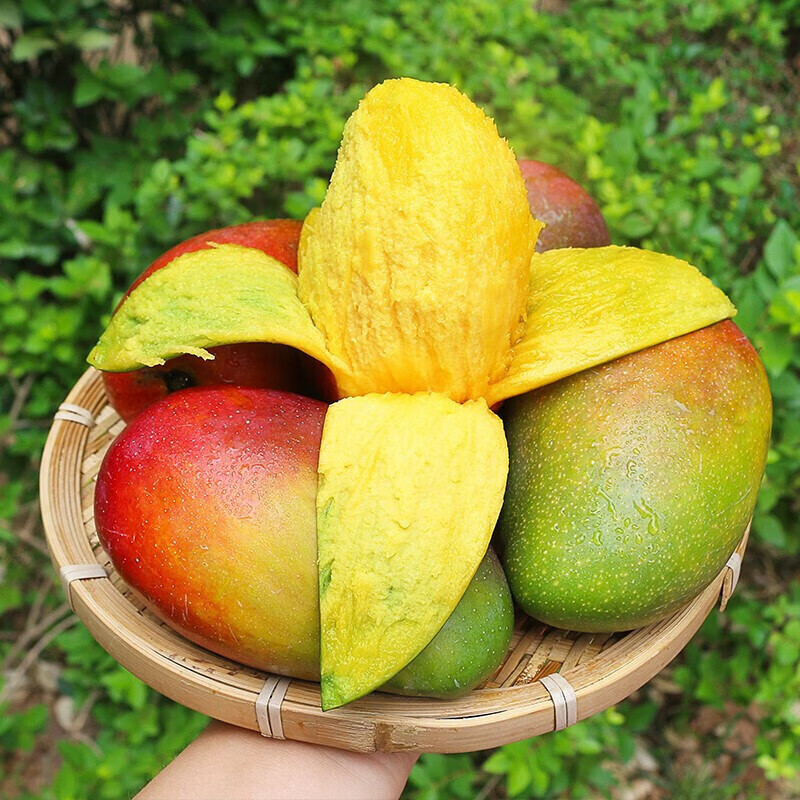 【京鲜配送】攀枝花爱文芒果10斤现摘大果当季新鲜彩芒整箱水果 5斤