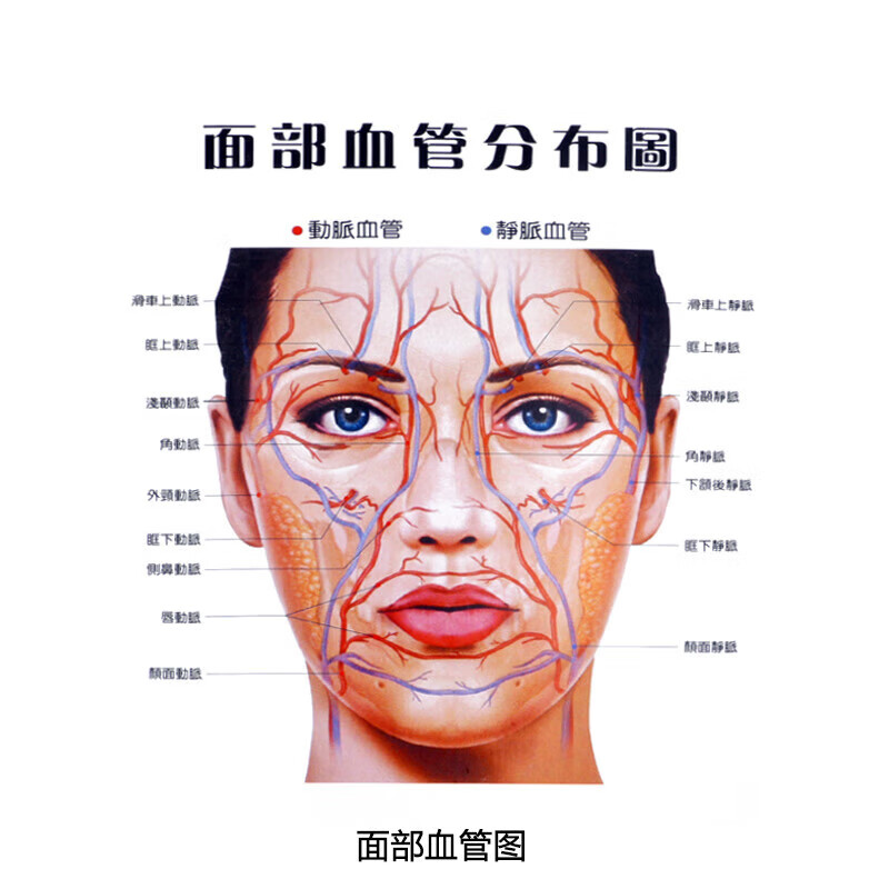 美容整形面部血管分布图神经肌肉分布教学辅助参考海报图三张一套