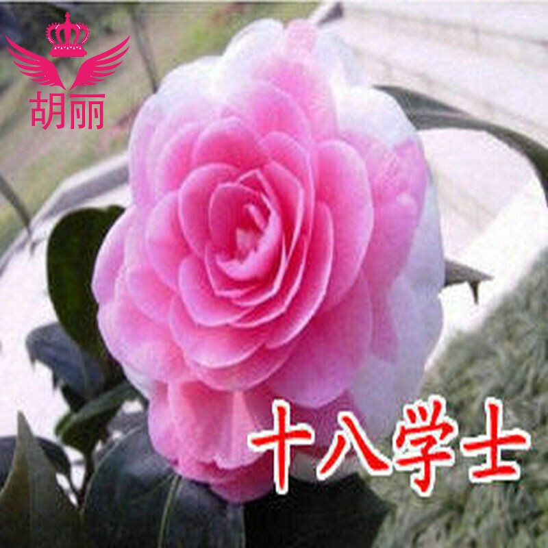 室内盆栽 山茶花树苗带花苞 五色赤丹 当年开花 年宵花卉 十八学士 1