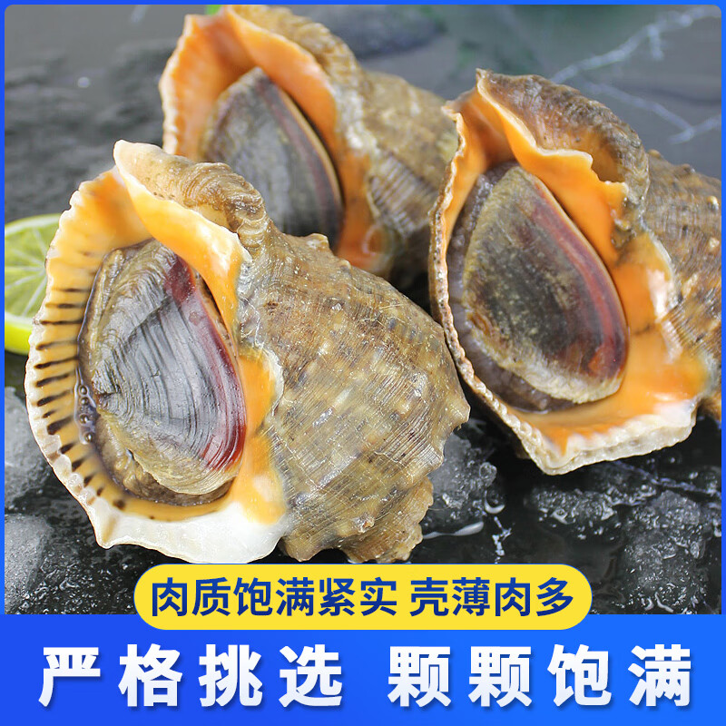 皮小鲜【鲜活发货】青岛大海螺鲜活1500g海鲜贝类生鲜 鲜活海螺肉送芥末 超大海螺 1500g （共9-12只）