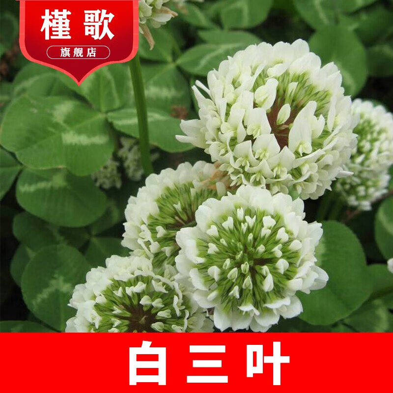 思取草种子红三叶草种子公园小区绿化果园绿肥种子花种子蜜源植物 白