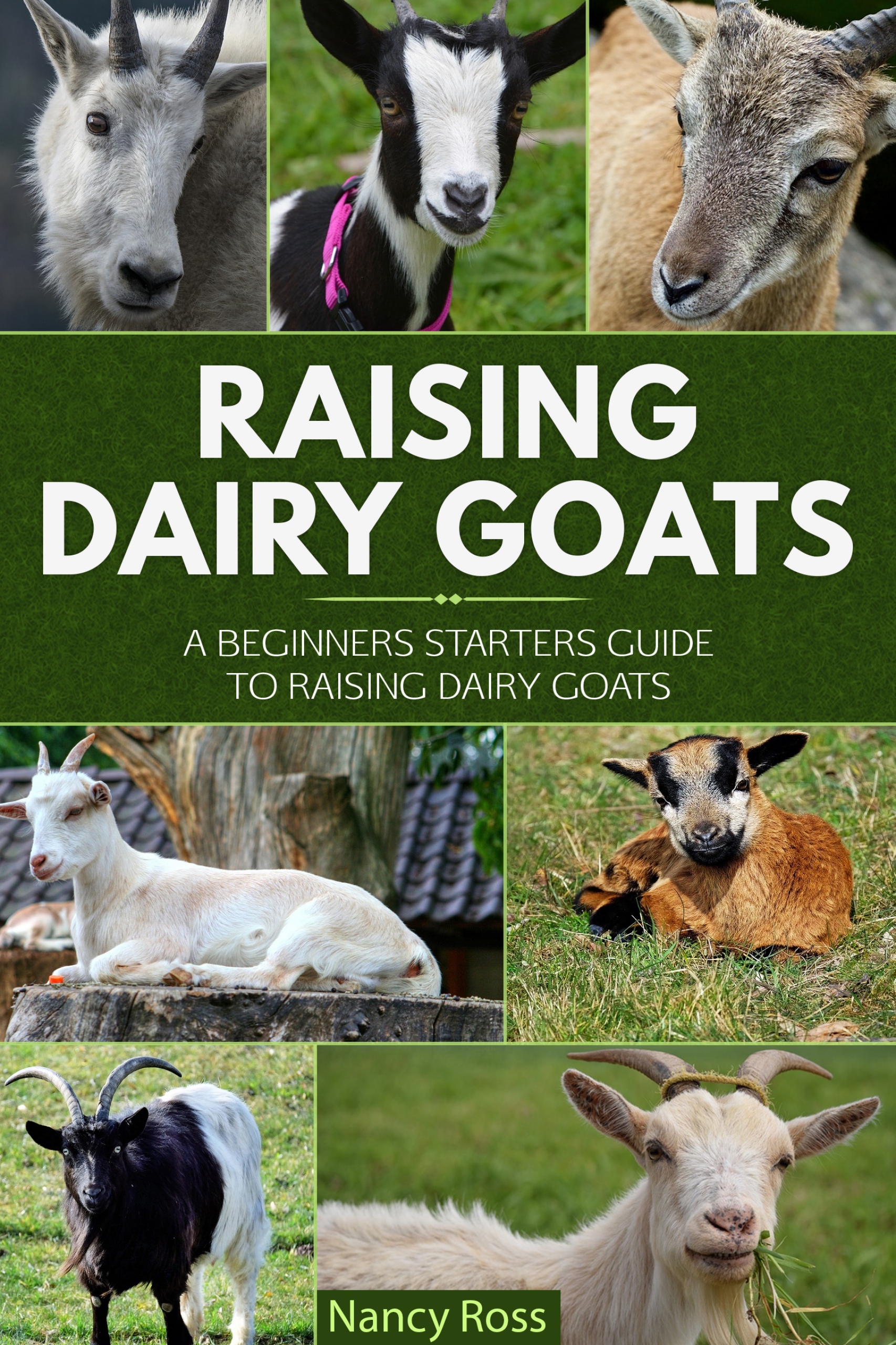 raising dairy goats