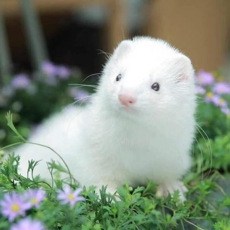 迪士农庄园 dsnzy全款雪貂花水貂宠物貂活体宝宝幼崽粘人可爱安格鲁