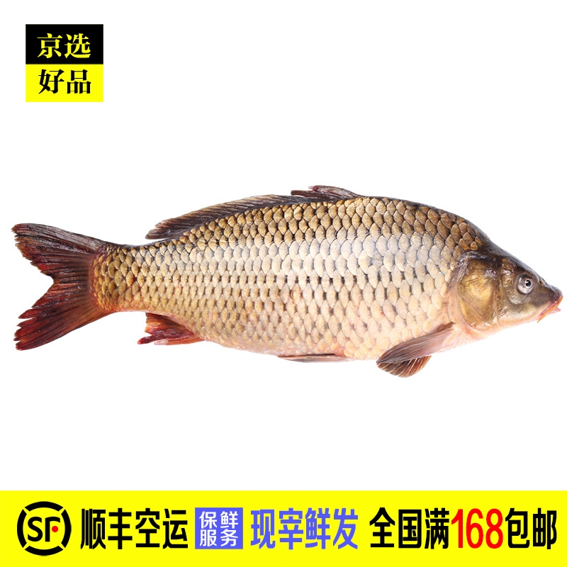 禾人生鲜鱼类 水库鱼 淡水鱼 新鲜 鲤鱼重3-4斤1条【现宰鲜发】