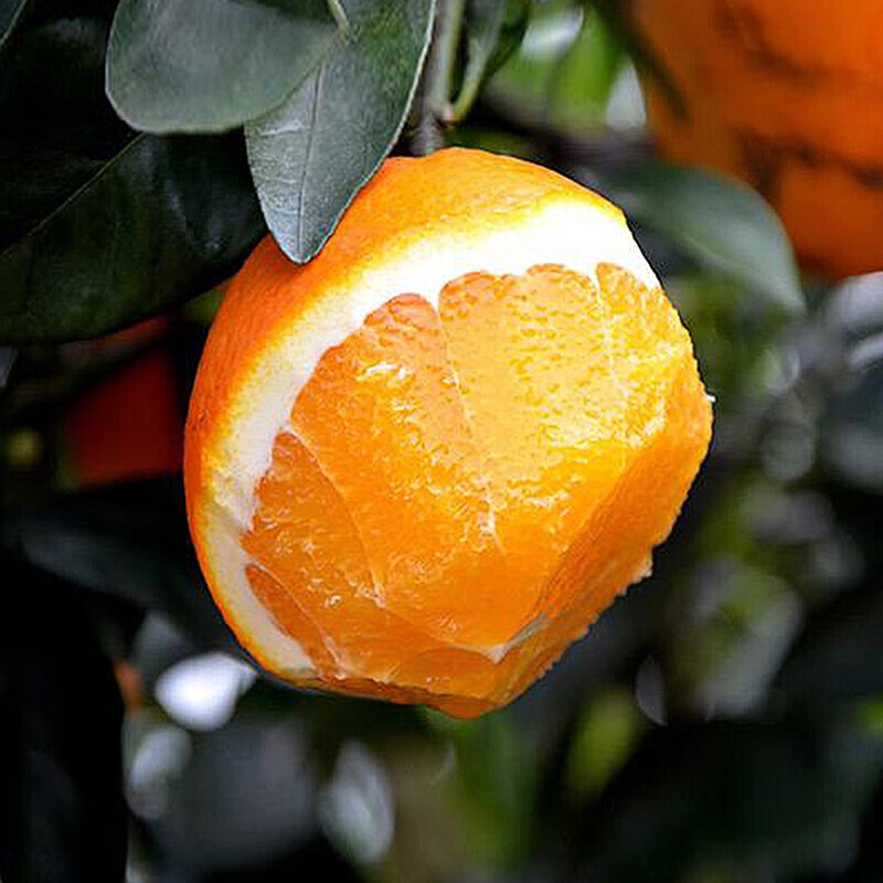 遇见悯农纽荷尔脐橙新鲜应季水果湖北秭归橙子伦晚柑橘手剥橙【多仓直发】 净重8.5斤(严选中果汁多味美150g起) 纽荷尔脐橙(湖北宜昌)