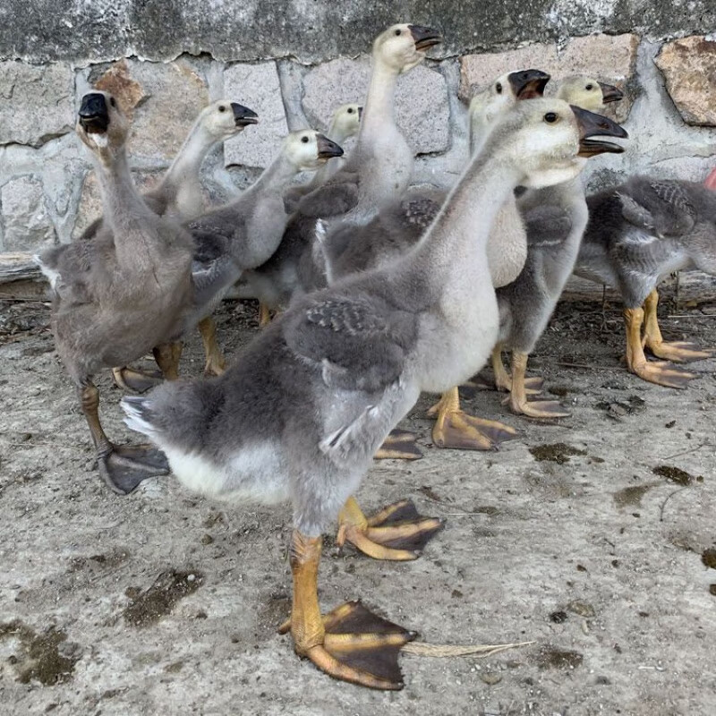 淼然阁淼然阁包活到家正宗潮汕狮头鹅挂脖脱温苗灰狮头鹅苗 4-5斤(挂