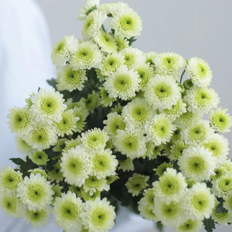 鲜花速递云南基地直发乒乓菊花材办公室家庭水养鲜切花 小雏菊 (绿 