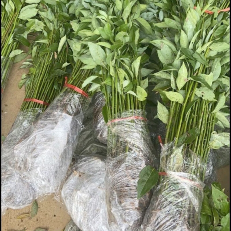 clcey供小叶香樟树苗驱蚊虫庭院房间清香绿植 四季常青树 绿化行道树