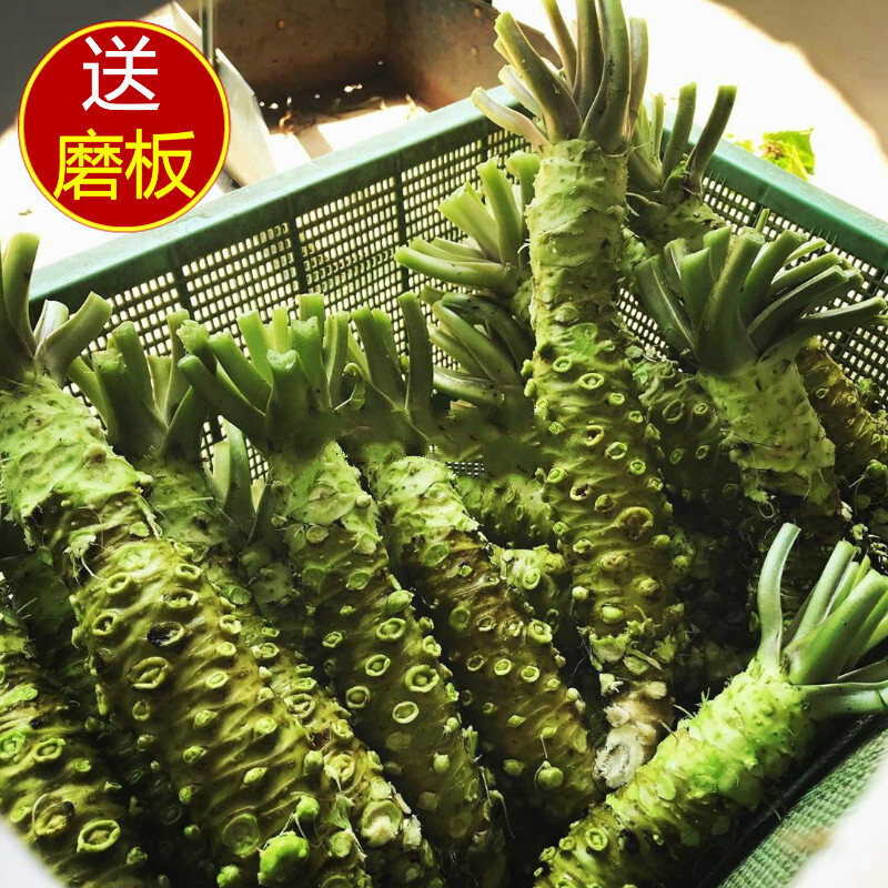鲜山葵 山葵根500克18-26根芥辣刺身日料辣根真空包装配磨刀