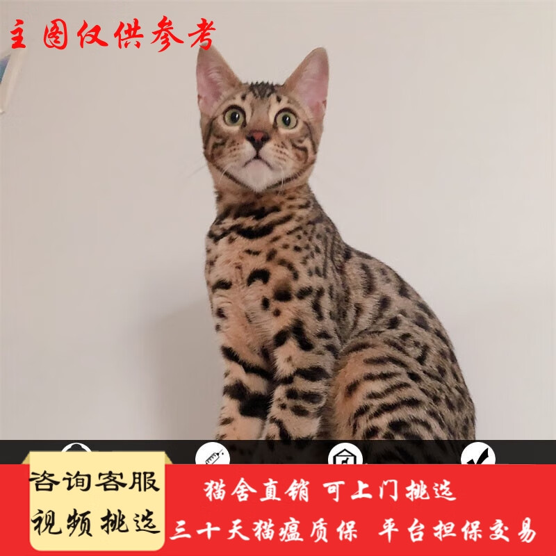 桓瑞宠物孟加拉豹子猫活体幼猫纯种宠物猫幼崽银豹纹猫短毛猫咪猫舍