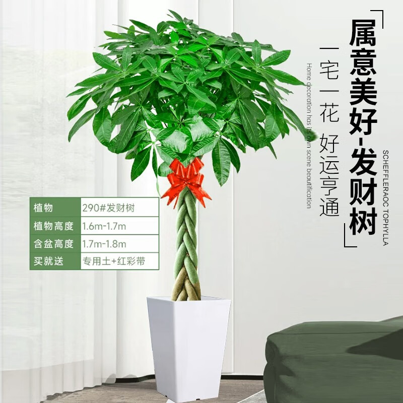大型绿植历史价格查询京东|大型绿植价格比较