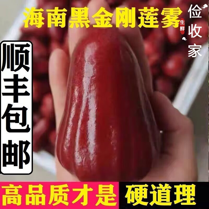 莲雾近期价格走势如何|莲雾价格走势