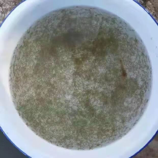 牛尾巴鱼苗水花黄骨鱼苗银雪鱼苗大口鲶鱼苗黄颡鱼苗养殖食用包活 牛