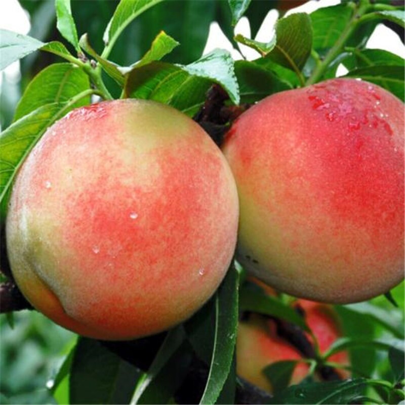 盆栽地栽烟台大果樱桃苗果树苗南北方种植庭院阳台植物绿达 水蜜桃苗