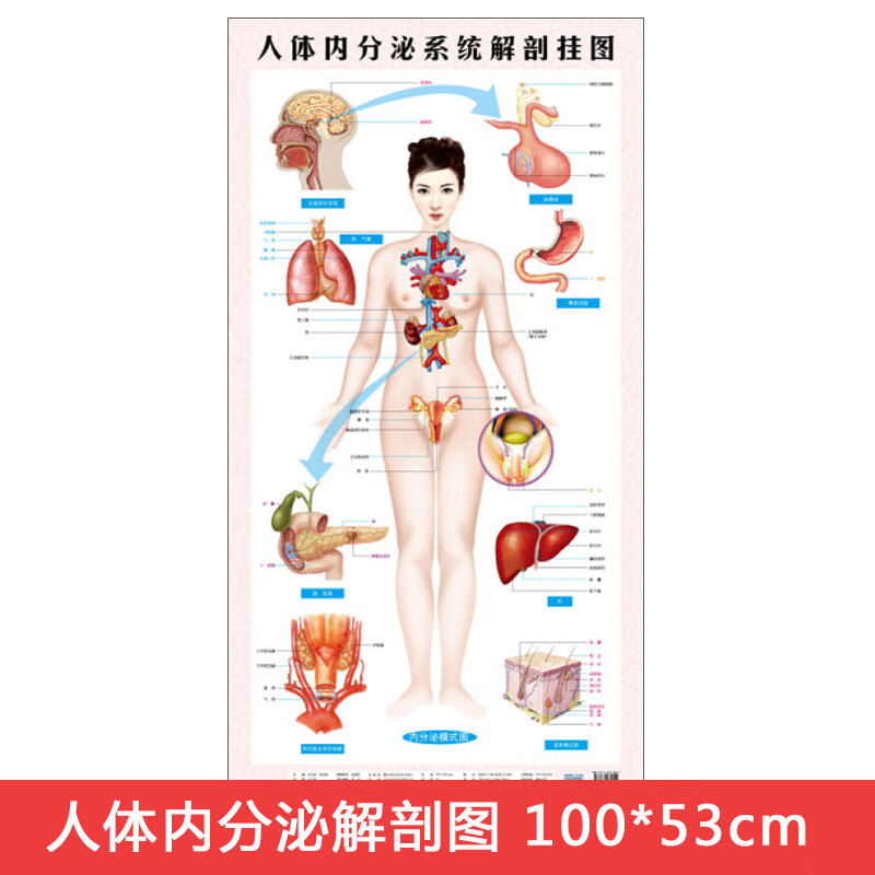 人体内分泌系统解剖挂图西医九大系统挂图泌尿生殖内分泌局部解剖运动