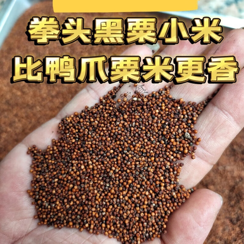 广西农家特产新鲜红小米鸭脚粟鸭爪粟五谷杂粮煮粟营养小米粟米 0