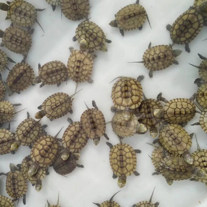 小青头龟苗北种龟 皖南小青苗 黄金龟小青活体 水龟宠物观赏龟活体