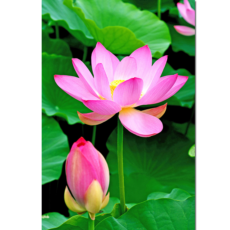 荷花莲花旺业海报画无水荷叶吉祥玄关客厅简装装饰自粘画 竖版图f117