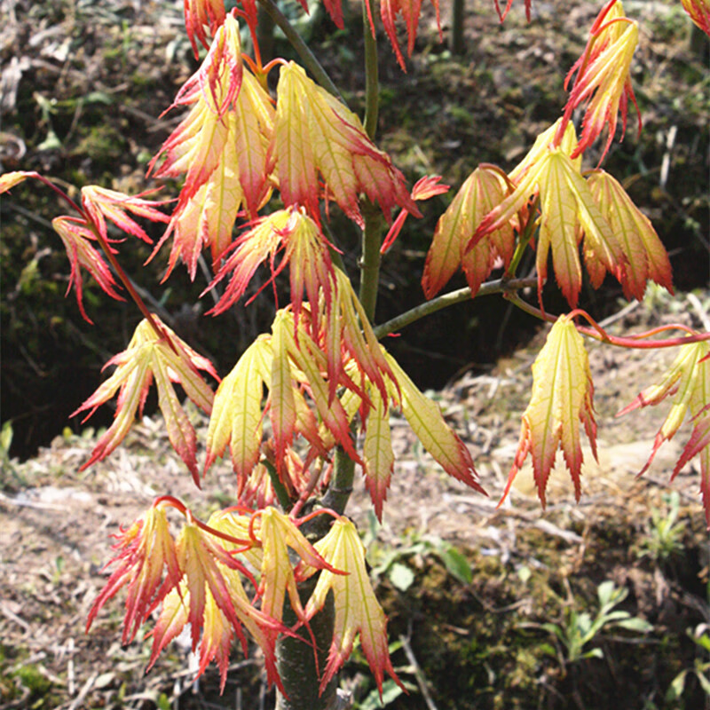 醉春木精灵枫树  多分枝红枫树苗 脉叶红枫系列精灵 1加仑多年苗 50cm