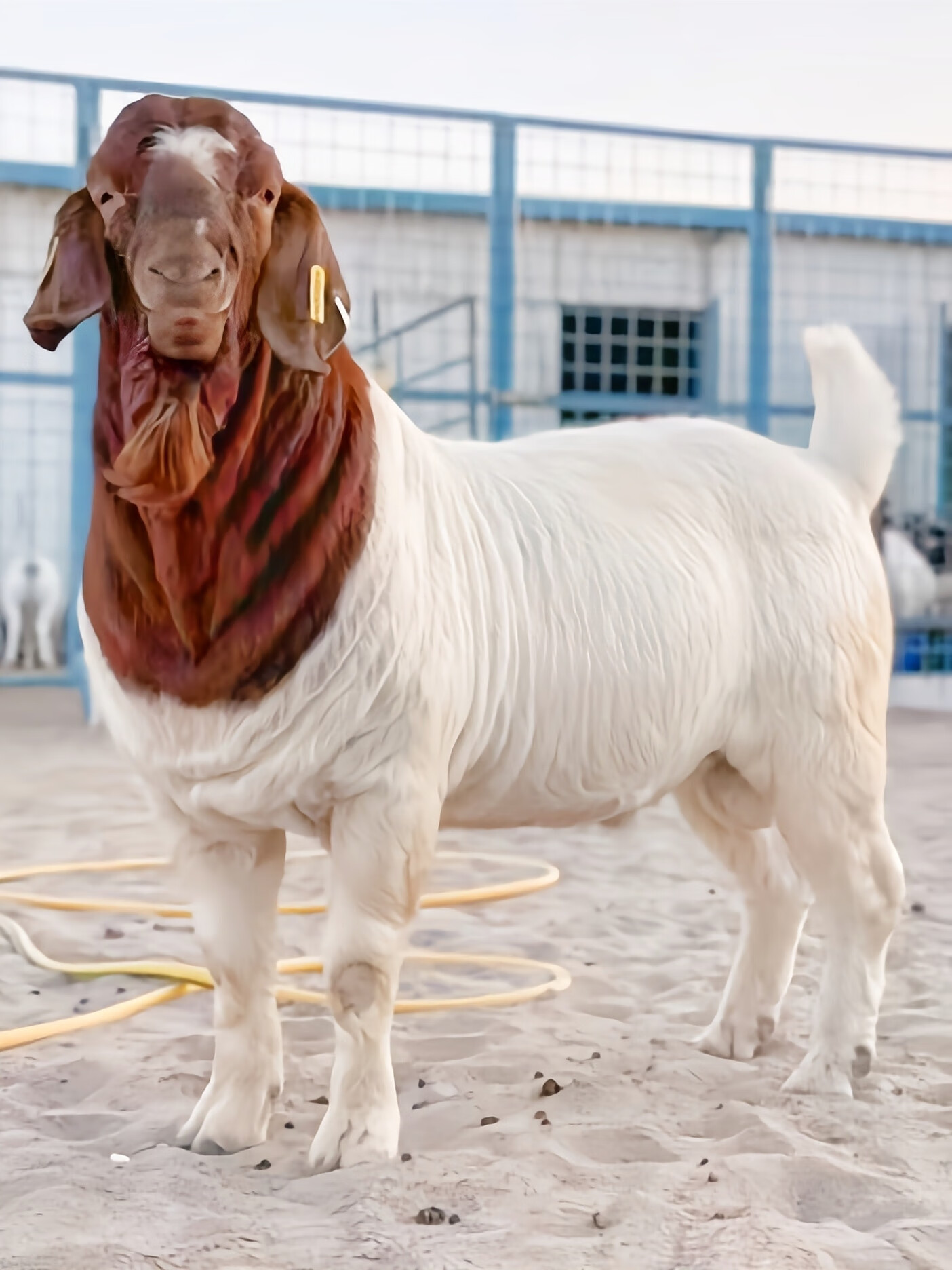 纯种波尔山羊种羊羊苗多胎怀孕母羊大耳朵山羊配种公羊 定金价格