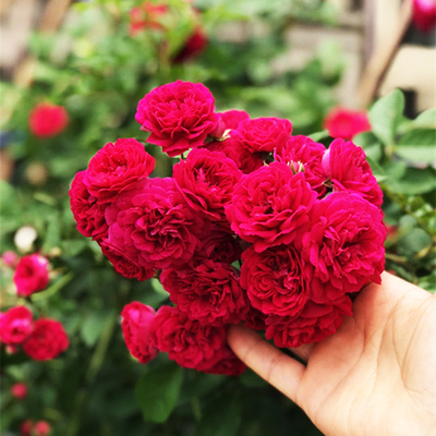 红木香花 四季 红色木香花苗爬藤植物阳台庭院耐寒花卉浓香型盆栽 40