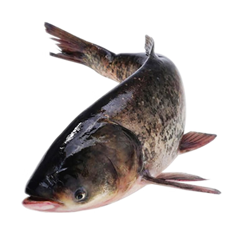 果亦橙胖头鱼整条胖头鱼新鲜花鲢鳙鱼头黑鲢大头鱼鲜活