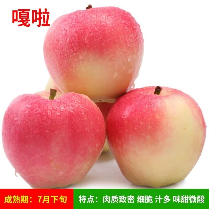 盆栽南方北方种植地栽冰糖心苹果苗活苗矮化果树当年结果 嘎啦苹果 3