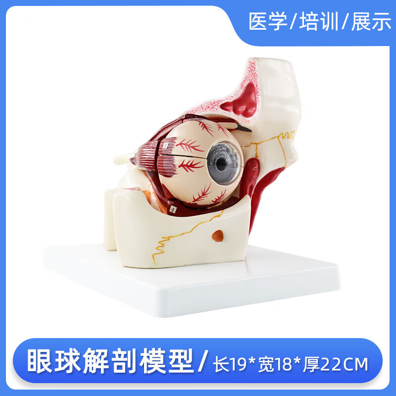 眼球模型眼球与眼眶放大模型解剖眼睛眼外肌模型结构造示教学医学