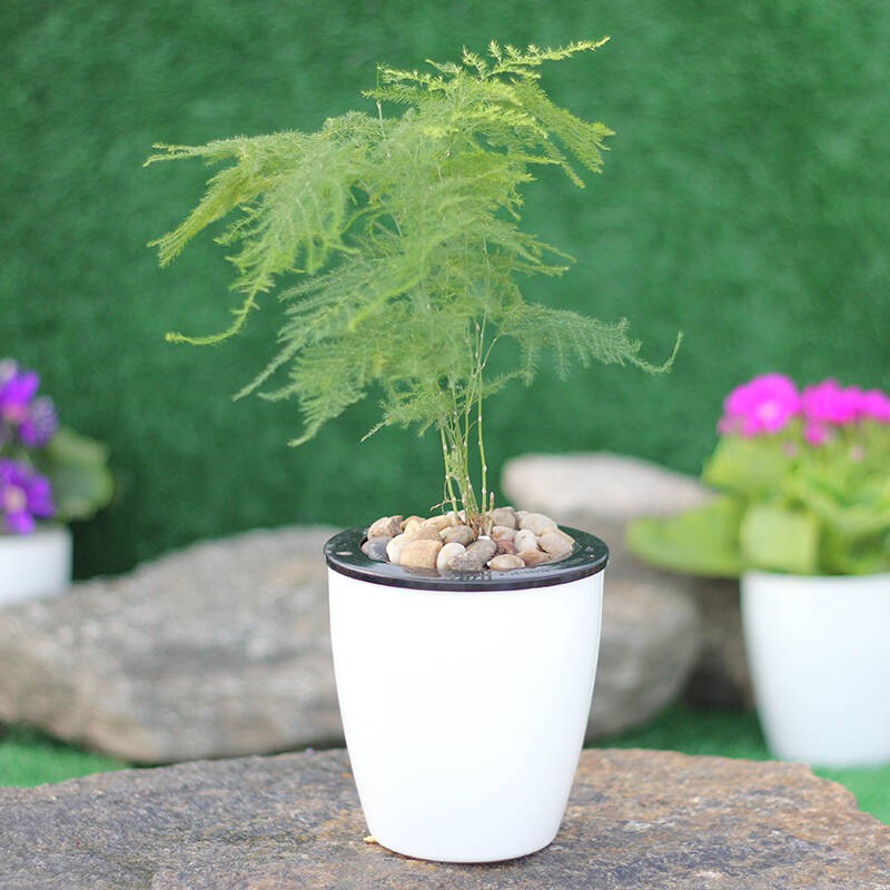 土培水培植物办公室内客厅桌面绿植摆放盆景 10cm高文竹(m3栽好发货)