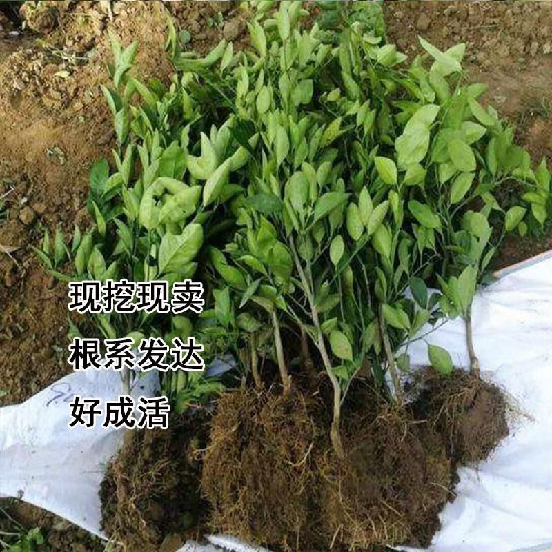 clcey四川耙耙柑树苗春见果树嫁接苗丑柑丑八怪果苗粑粑柑柑橘苗桔子