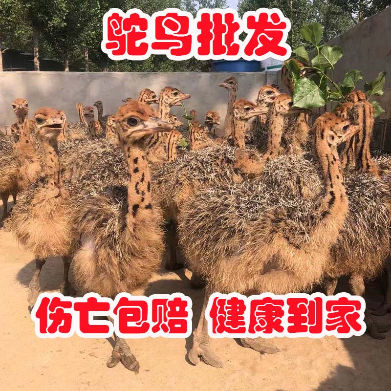 定金鸵鸟幼一对活非洲驼鸟崽脱温幼崽鸸鹋小鸵鸟活物成年活体宠物