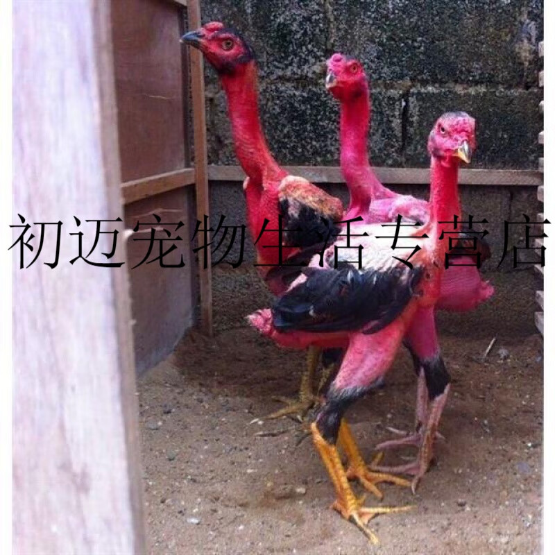 左右越南鬼子斗鸡中原泰国鸡小鸡斗鸡苗 越南半斤左右一只价(请拍5只)