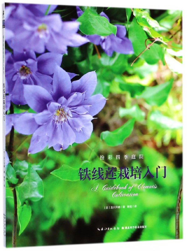 铁线莲栽培入门