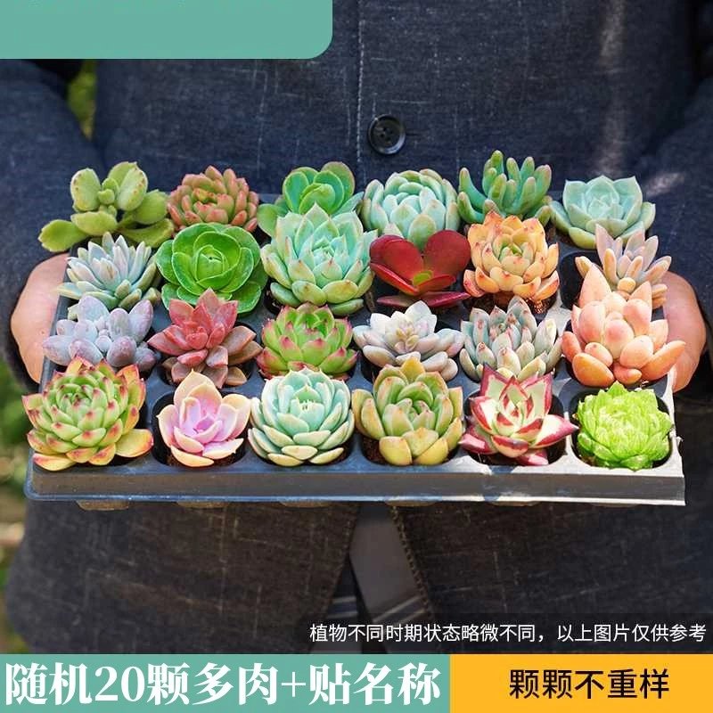 多肉植物组合盆栽新手好养精选多肉办公室花卉基地穴盘直发阳台 【价