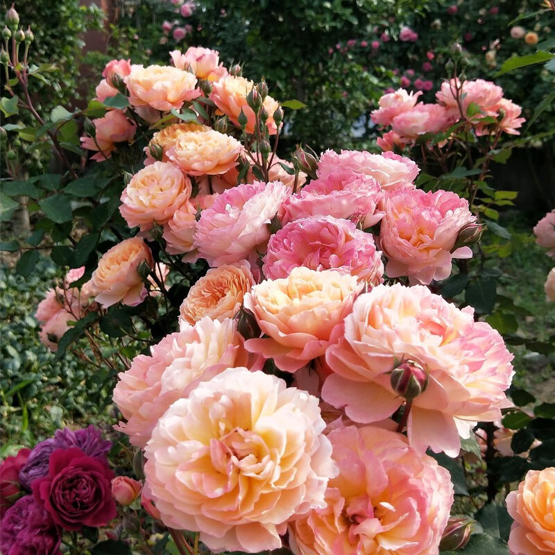 花仙知 月季国度的天使藤本月季花大苗四季阳台庭院耐荫爬藤浓香花卉