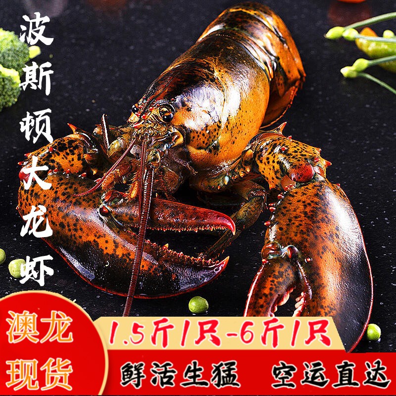 澳龙大龙虾大波龙鲜活海鲜澳洲澳龙虾鲜活奥龙大龙 【鲜活波龙】900