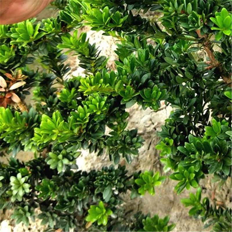 七抒室内盆栽绿植花卉红芽珍珠罗汉松树苗黑珍珠盆景素材小苗 正宗红